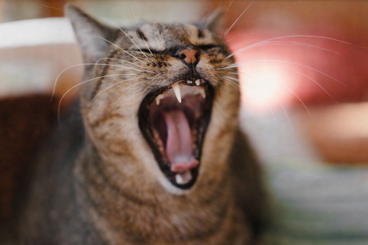 Почему у взрослой кошки выпал зуб