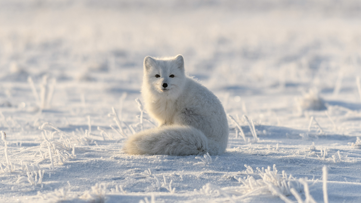     Фото: Alexey Seafarer/Shutterstock/FOTODOM Схожей стратегии утепления и балансировки придерживаются и некоторые другие звери, ведущие сходный образ жизни или обитающие в похожих условиях. Пушистый хвост-«одеяло» есть у куницы, соболя и песца