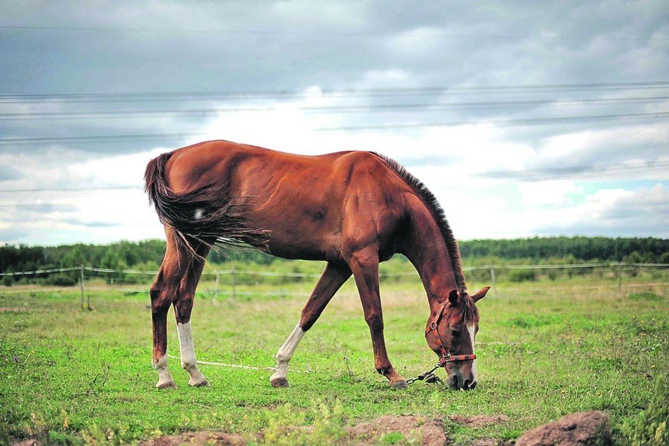   Почти 17 га в Васильевском районе попадают под особую защиту по охране природы. Виктор ГУСЕЙНОВ