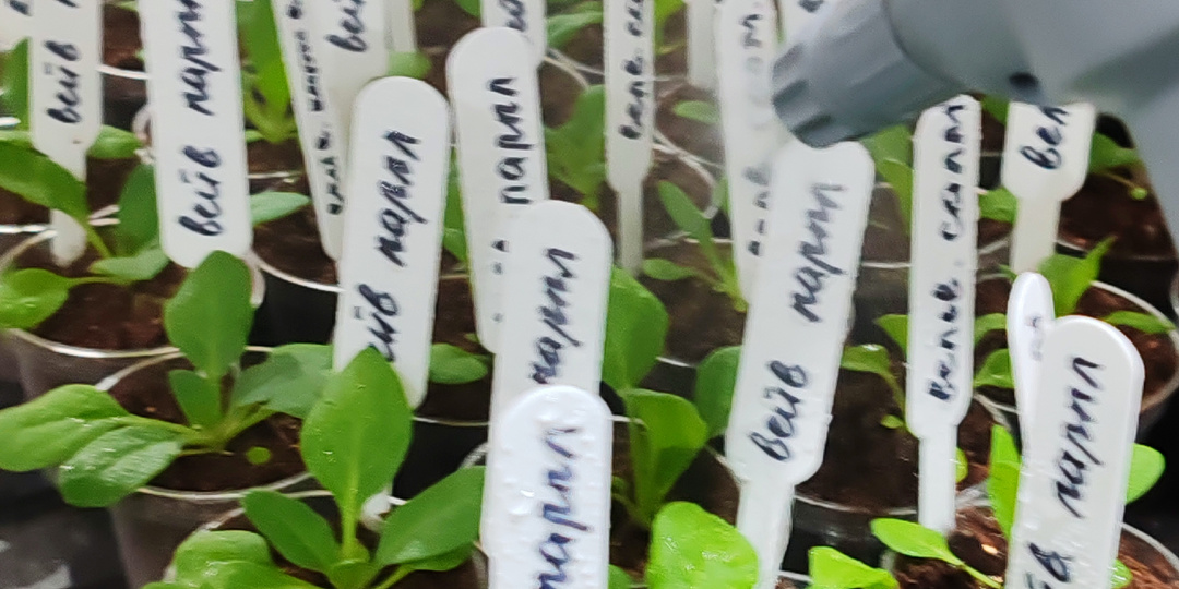 ⚡️✨🌺Секрет пышных петуний: кальциевая селитра – ваш лучший друг!🌺 ✨