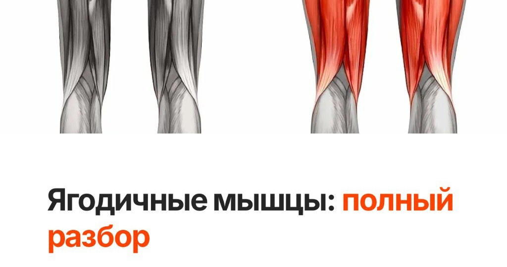 Анатомия и функции ягодичных: просто о сложном 💡🍑