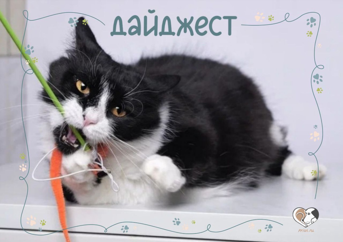 Жужечка — лучшая котомассажистка, которую только можно себе представить Она любит запрыгивать на стол, ставить лапки на грудь и бесконечно топтать человека, пока сама не устанет. 