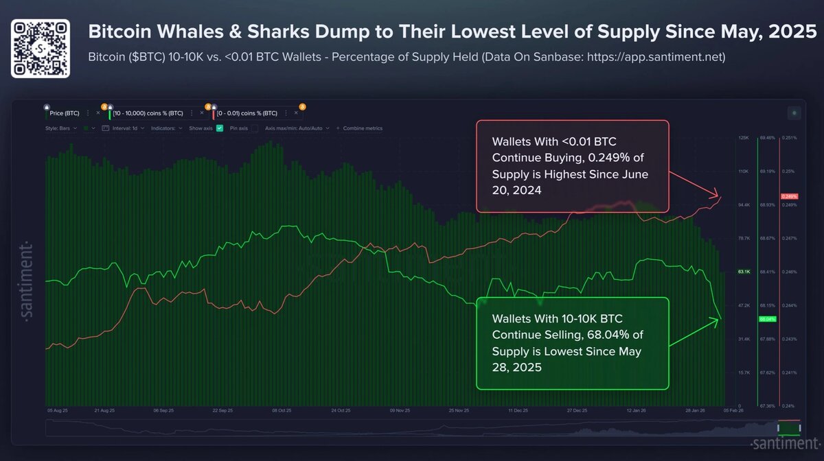    Динамика балансов крупных и мелких кошельков