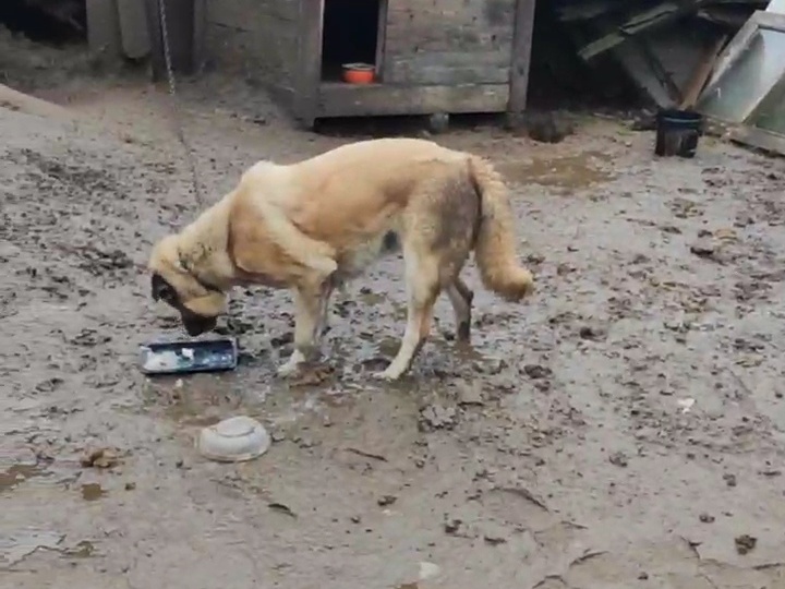 Мученицу Ладушку хозяин бросил на цепи, без еды в мороз -25