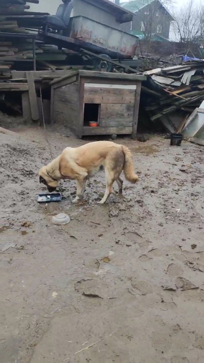 Нормально это при живых хозяевах??