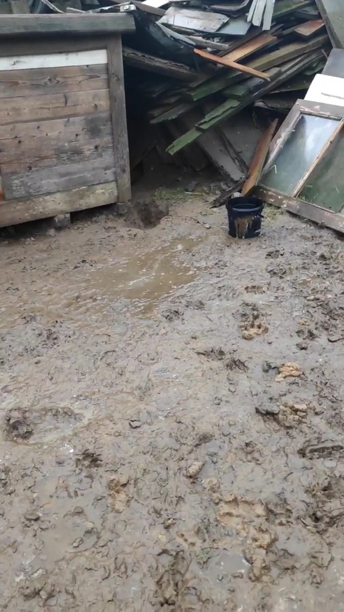 Собачка буквально жила в г#вне