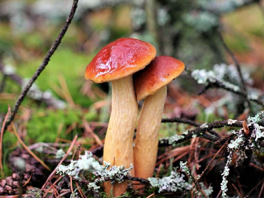 Золотоболет - моховик со знаком качества (фото Ольги Губановой)