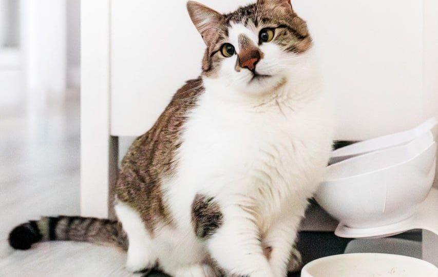 Наш модератор пристраивает сладкую кошечку