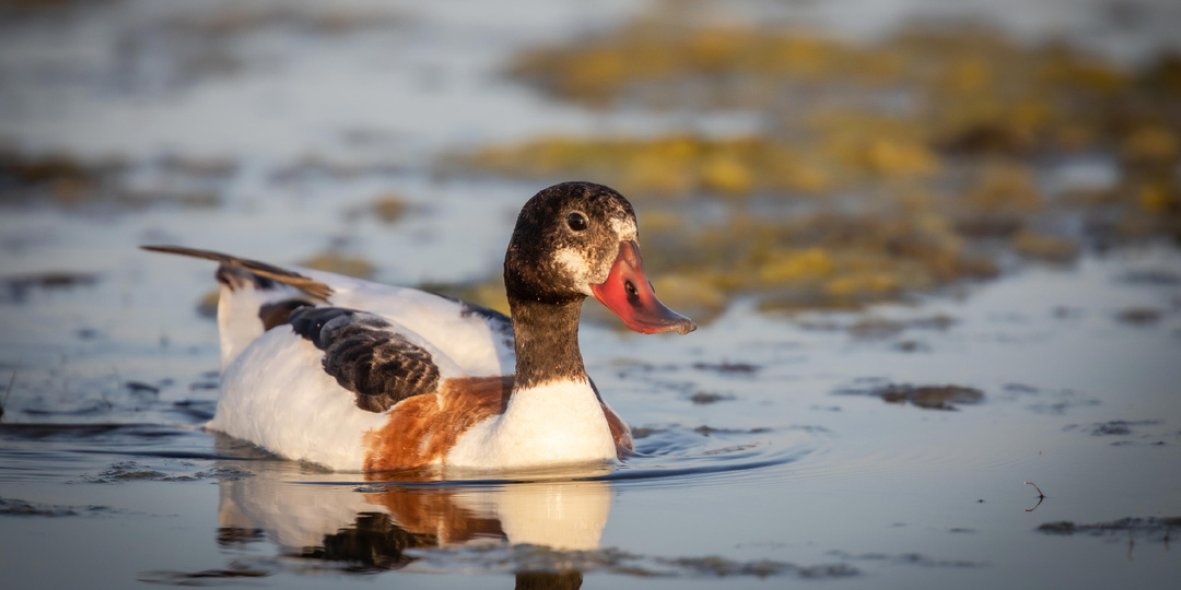 История о пеганке и скрадке
