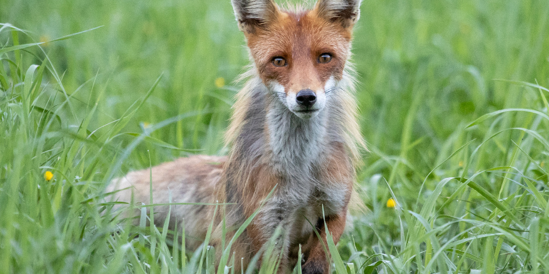 Любопытная лисица. История кадра