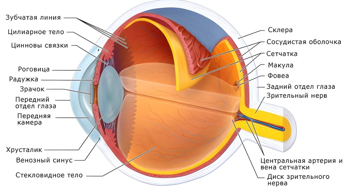   Строение глаза человека. Источник изображения: eyesurgerycenter.ru