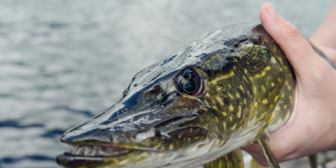 Тонкости ловли щуки по открытой воде.