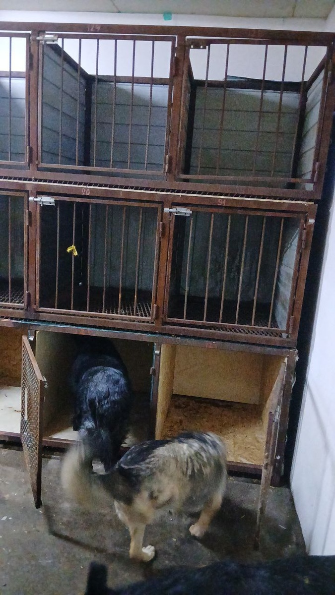 Новые клетки в три ряда в вет.блоке приюта