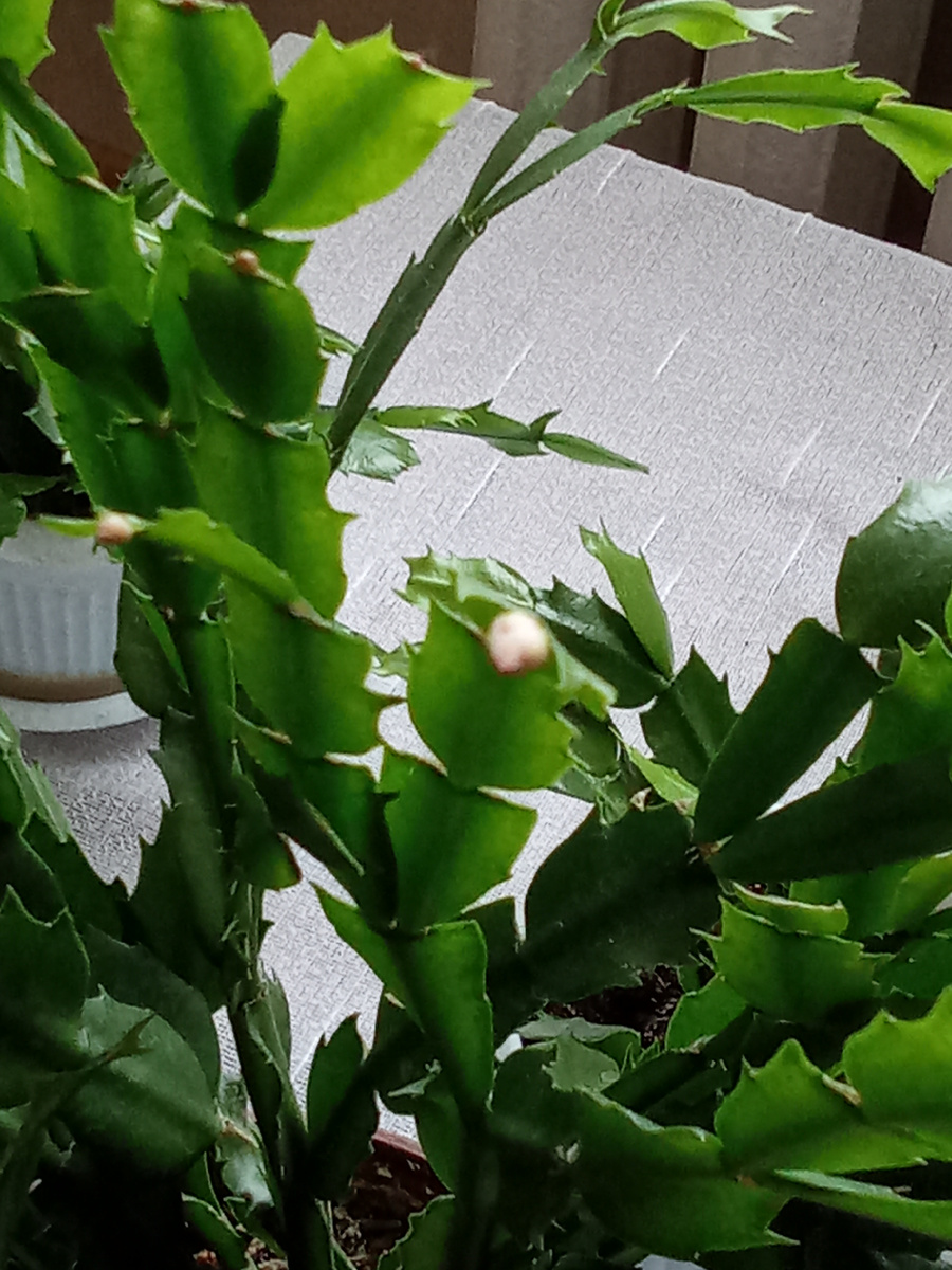 Мой декабрист в феврале.