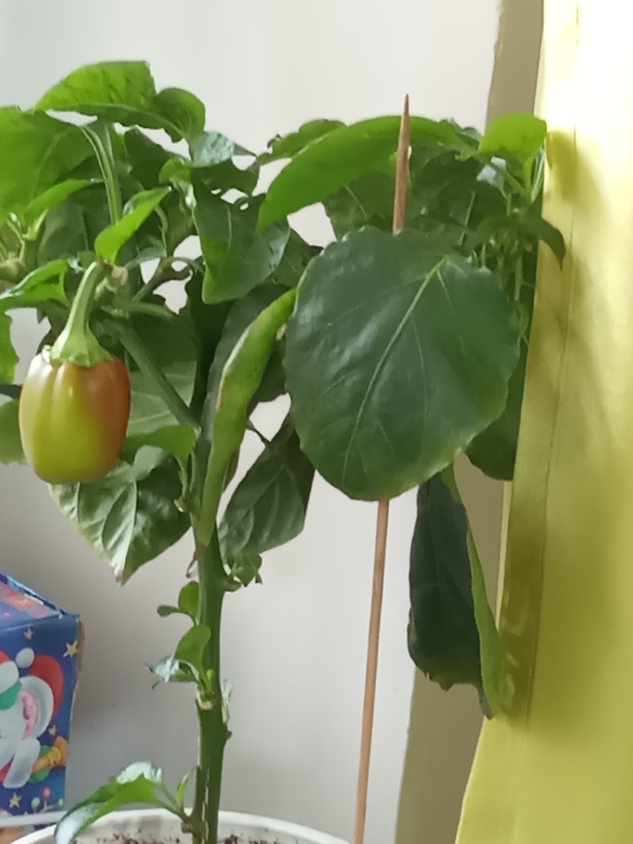  Перец  остроконечный красный в феврале 2026 года.