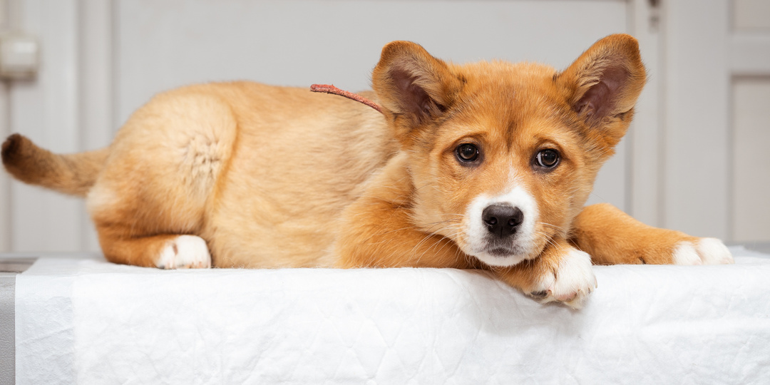 Щенок из приюта ищет дом!