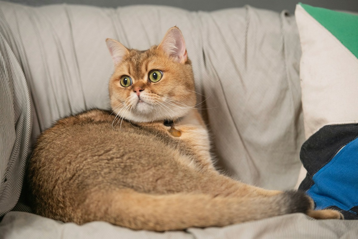    Британская кошка окраса золотая шиншилла славится своей плотной и мягкой шерстью