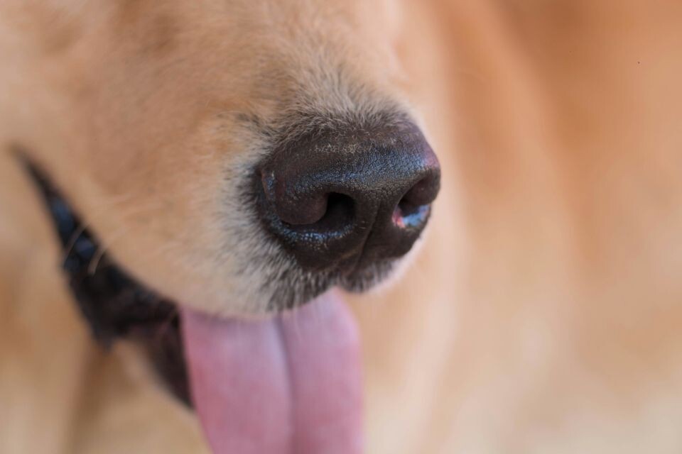    Собака. Источник: unsplash.com