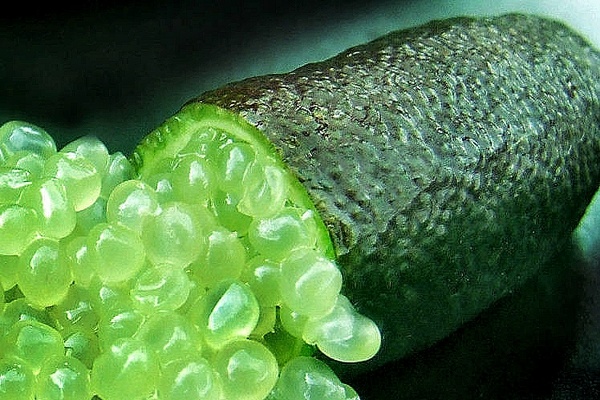 Австралийский пальчиковый лайм / фото из открытых источников