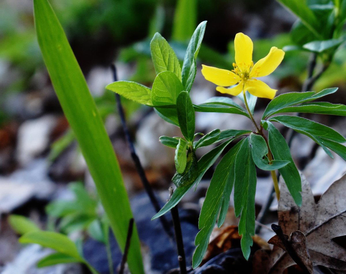 Анемона лютичная. Фотографировала в лесу в соседней области