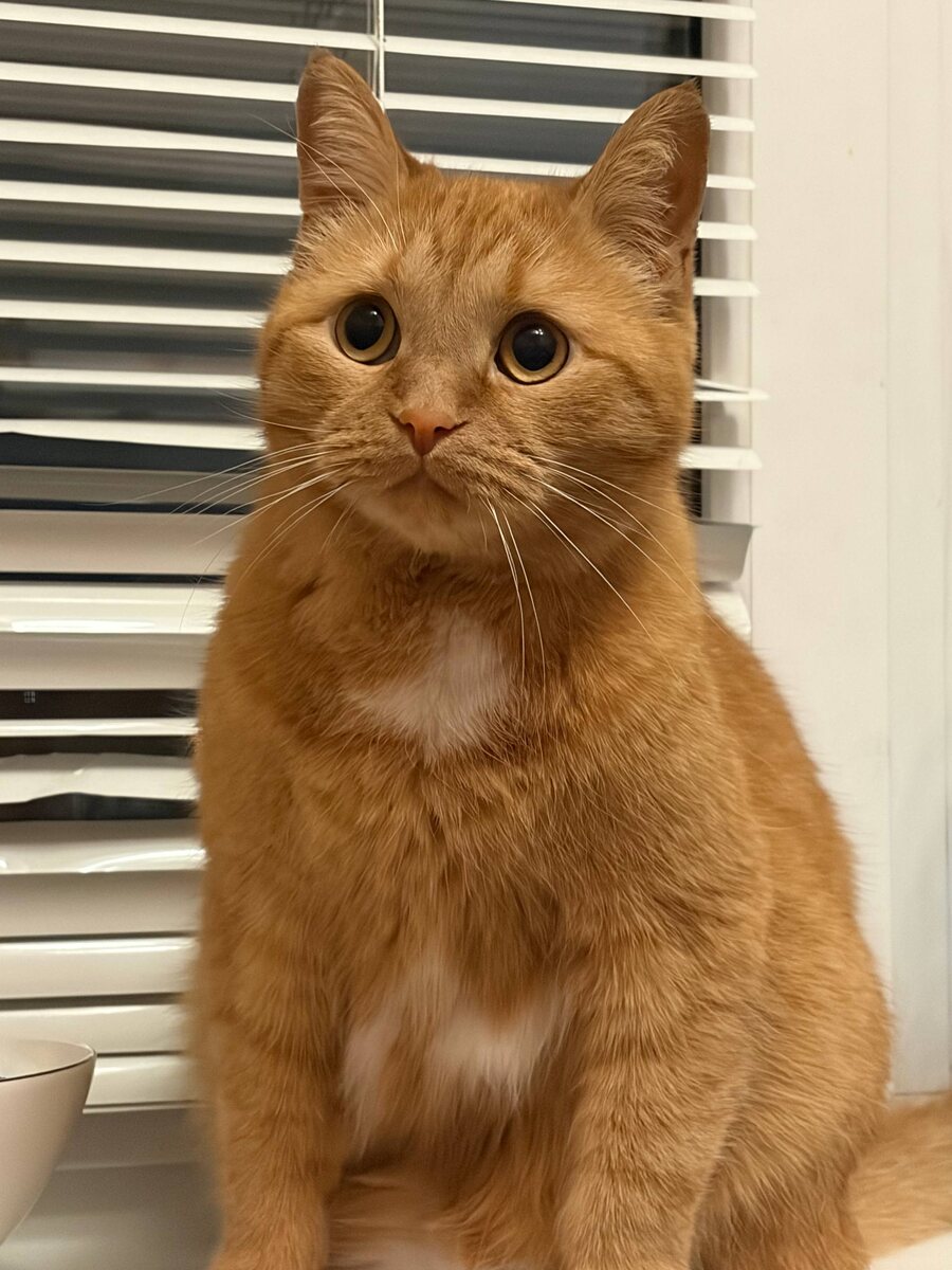 Это Капитан Рысик. Он примерно так же выглядит - я ничего не знаю, само так получилось. 