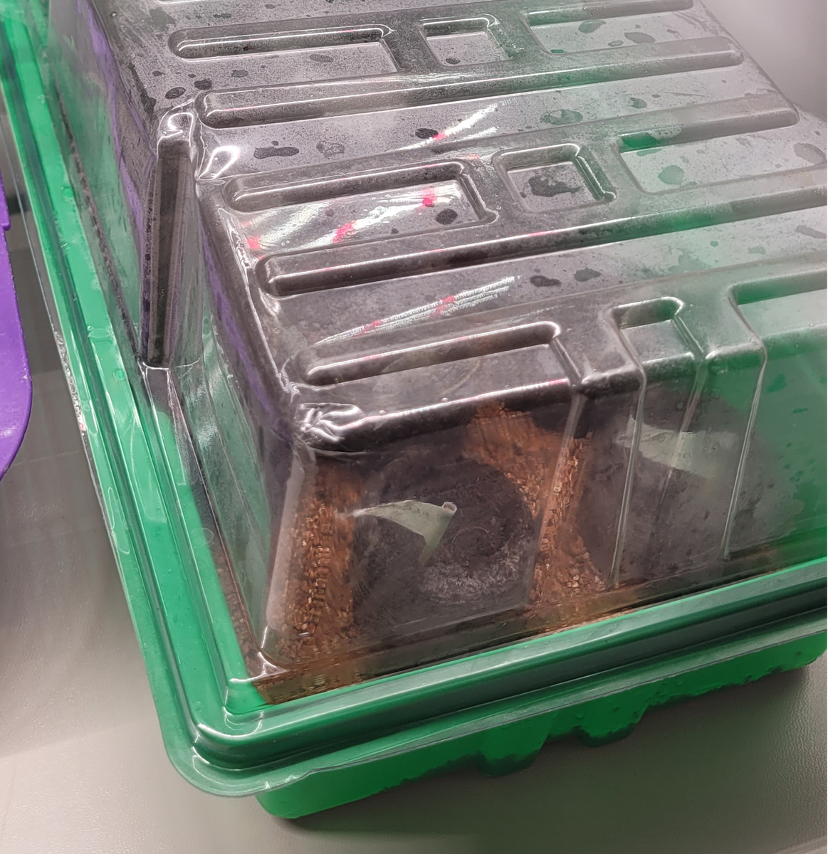 Наша мини-тепличка заняла своё почётное место под фитолампой. Осталось только ждать чуда