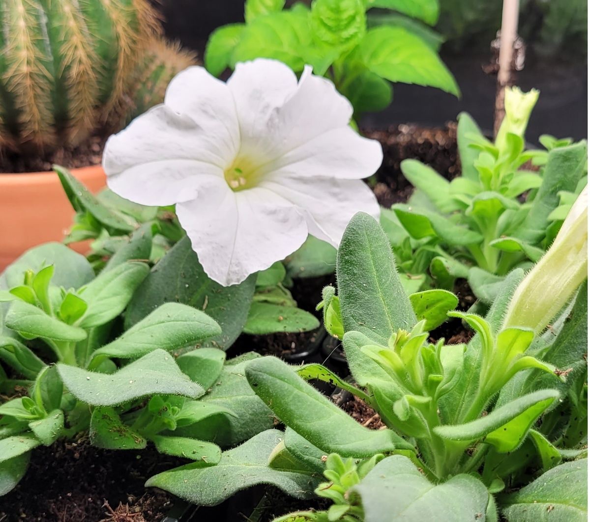 Грандифлора Вайт