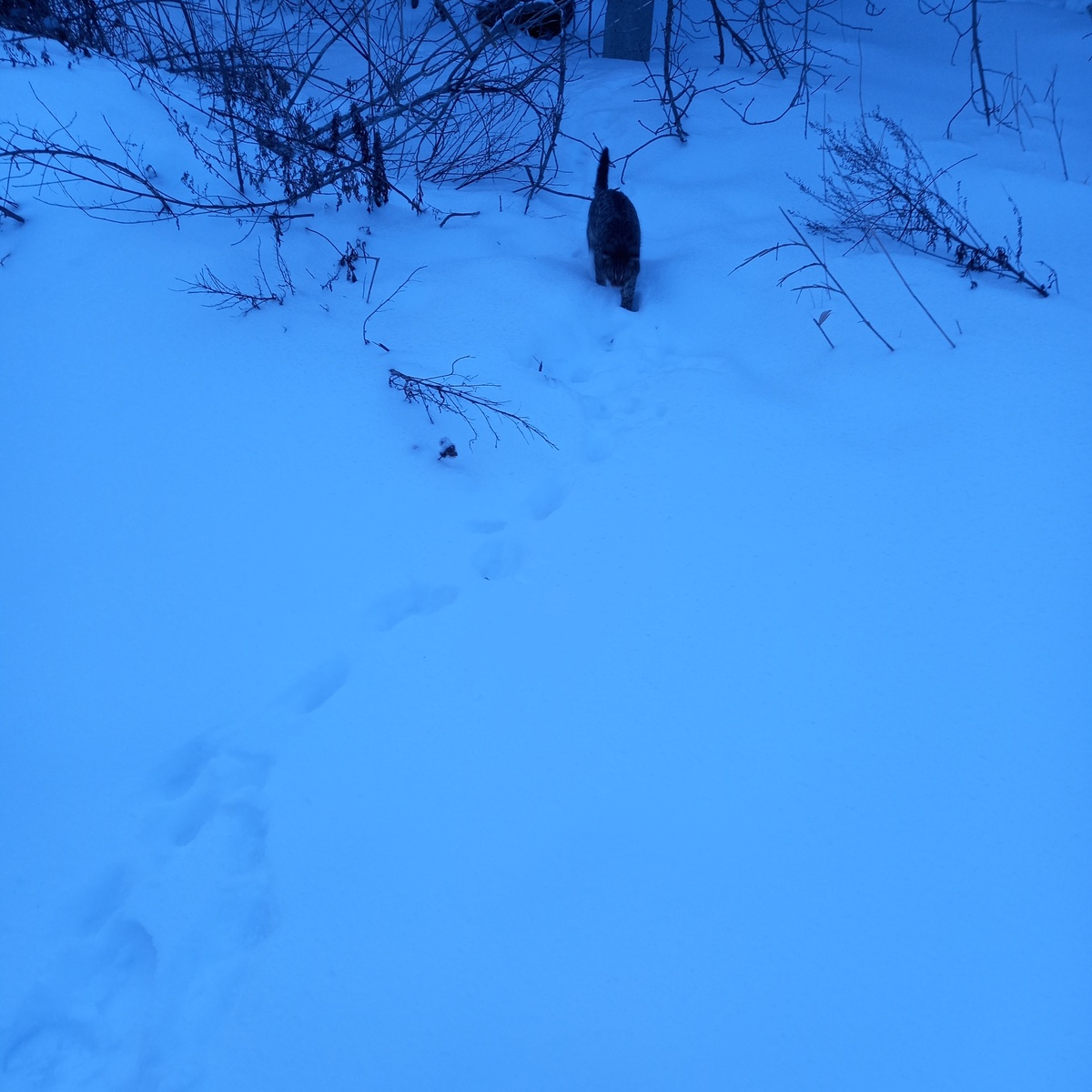 Кузя пробирается