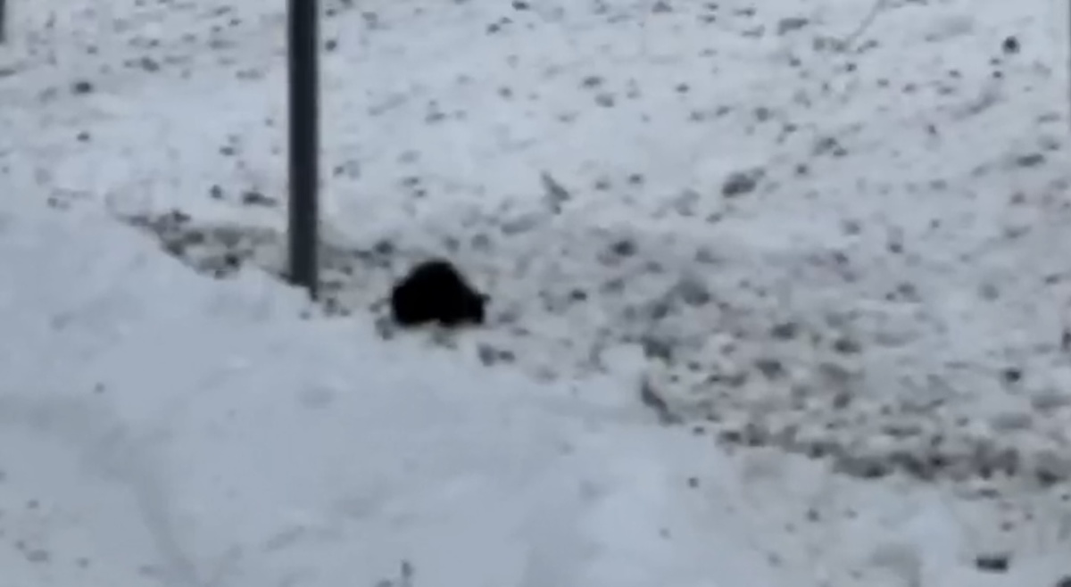 А вы бы сразу остановились или тоже задумались бы? Фото из видео соседки