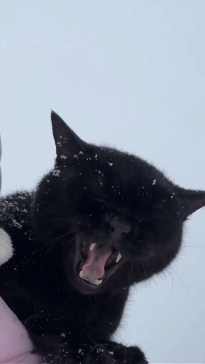 И мявкнула. Фото из видео соседки 