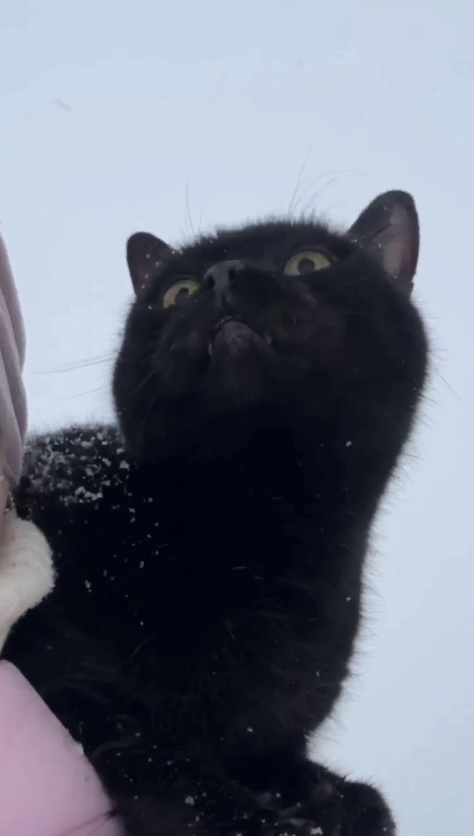 И даже начала озираться по сторонам, словно и не сидела лицом в снегу. Фото из видео соседки