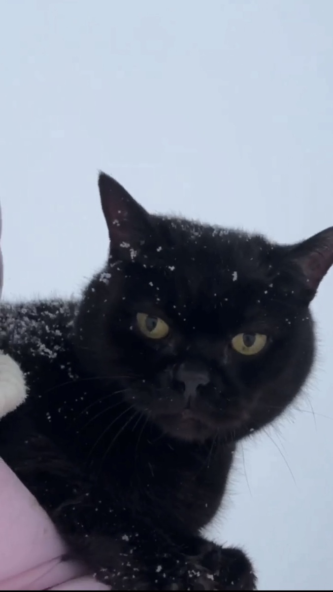 От неожиданного внимания к своей персоне кошка очнулась. Фото из видео соседки