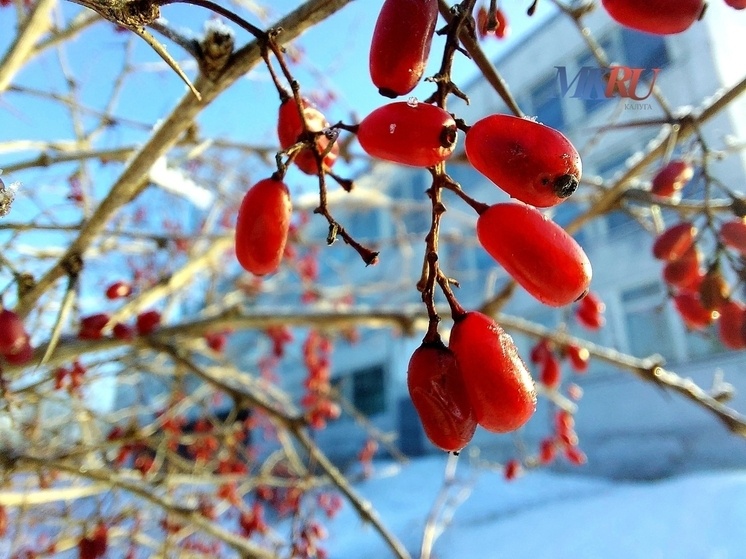     Фото: "МК в Калуге"