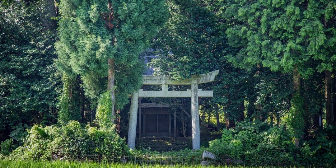 Что такое священные рощи и как их спасали японцы