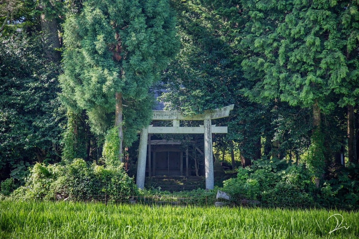 Храмовый лес у деревни Тоторо с воротами тории. Примерно так и выглядят некоторые священные рощи сегодня. Хотя роща у Тоторо сравнительно небольшая – есть и леса попышнее.