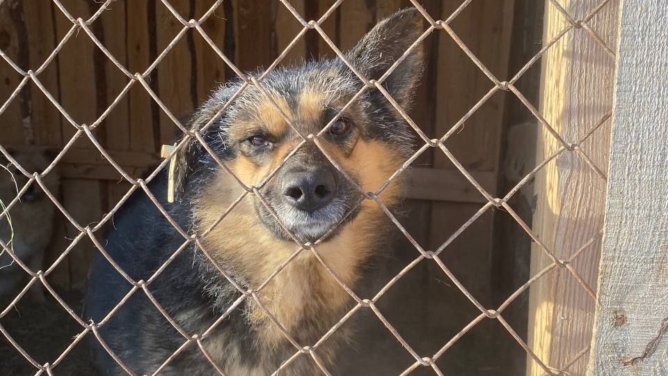 Без кормов и дров жизнь нашего приюта под вопросом 🆘️🆘️🆘️