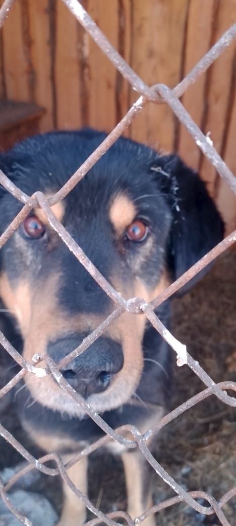 Это наши знаменитые, спасённые с Цасс, Адъютант с Графом!💕