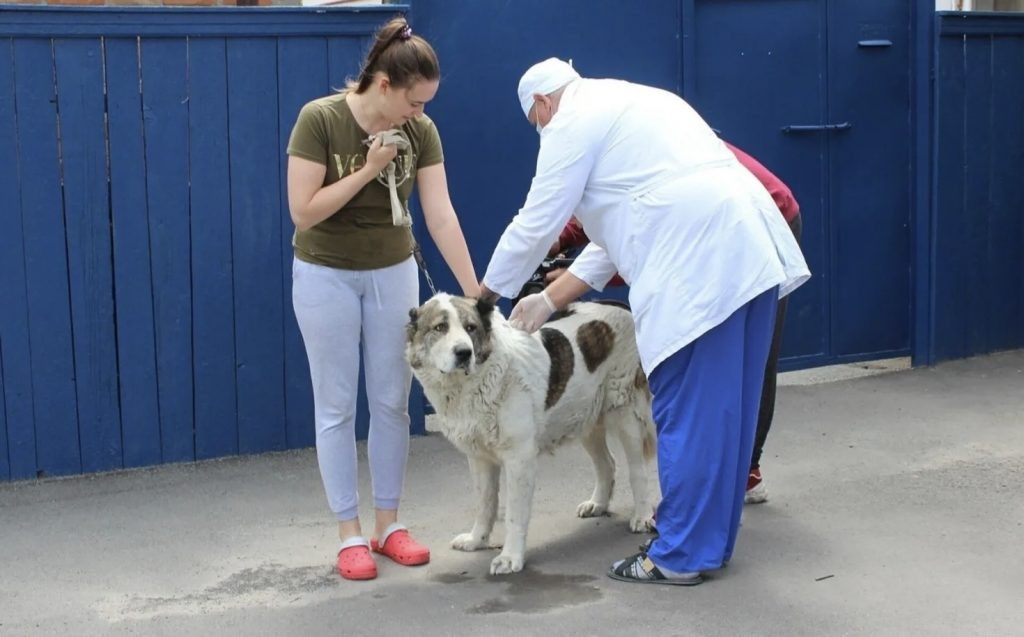   Фото: Управление ветеринарии Ростовской области Редактор