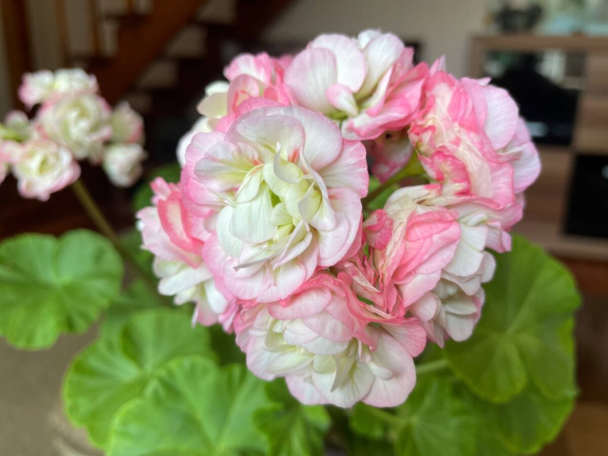 Пеларгония. Фото автора 