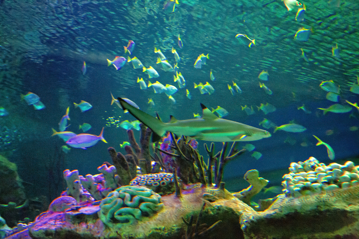 Океанариум в Санкт-Петербурге