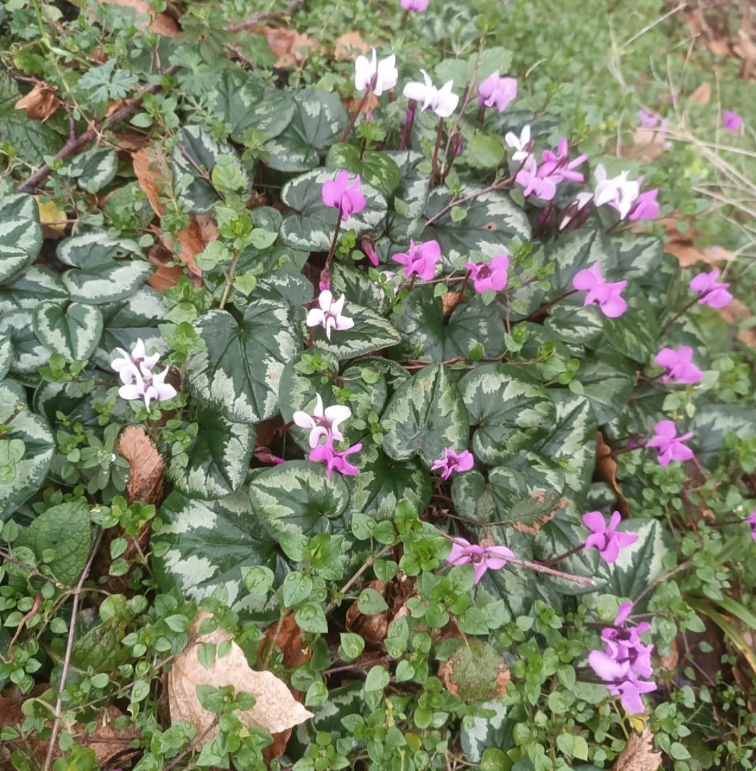 В Сочи весна, расцвели дикие цикламены