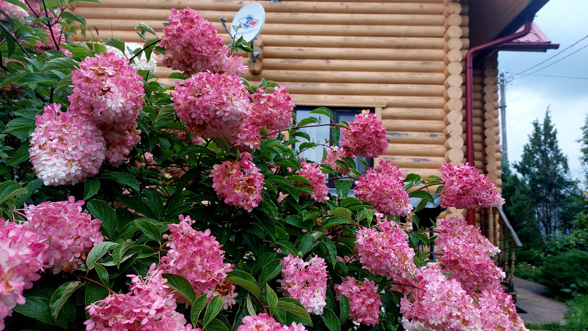 Ванила Фрайз. Гортензия метельчатая. 