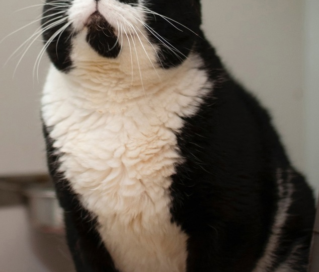 Был никому не нужен на улице и всё ещё не завоевал ни одного сердца в приюте 😿