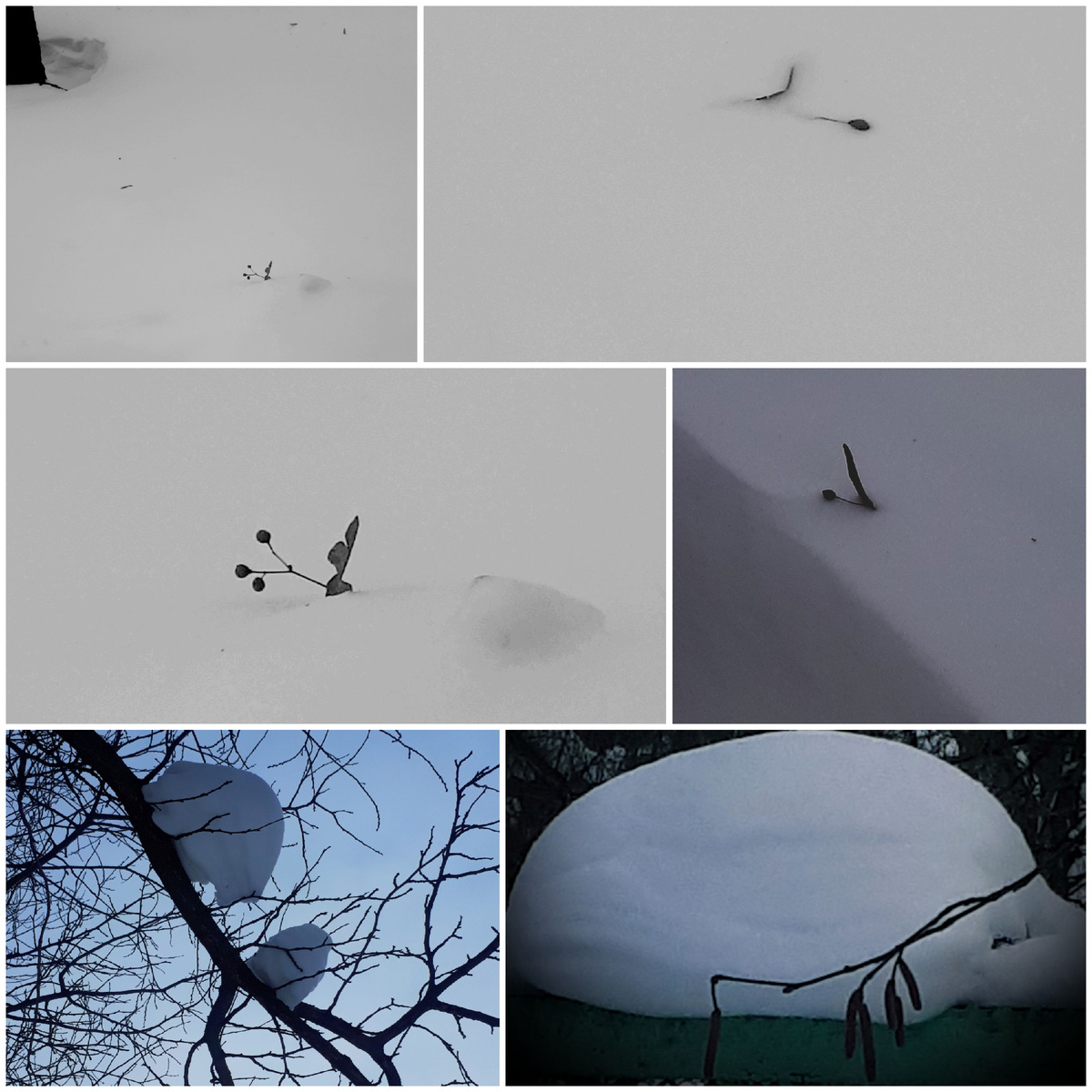 Коллаж автора 07.02.2026г.