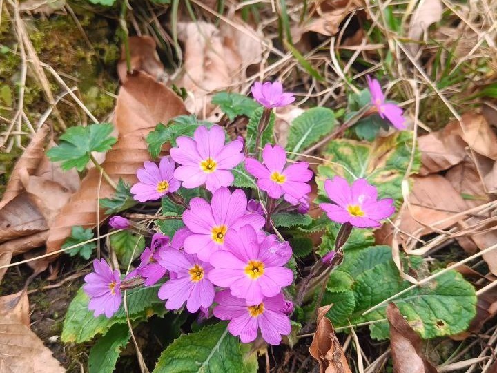 Что делать в Абхазии в марте