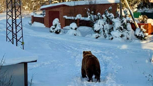 ИИ-медведь в Сергиевом Посаде
