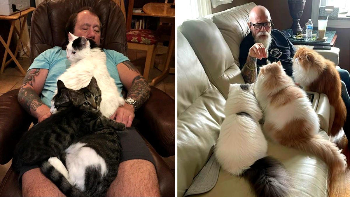 Папа говорил "нет" котёнку, сейчас у него три кота
