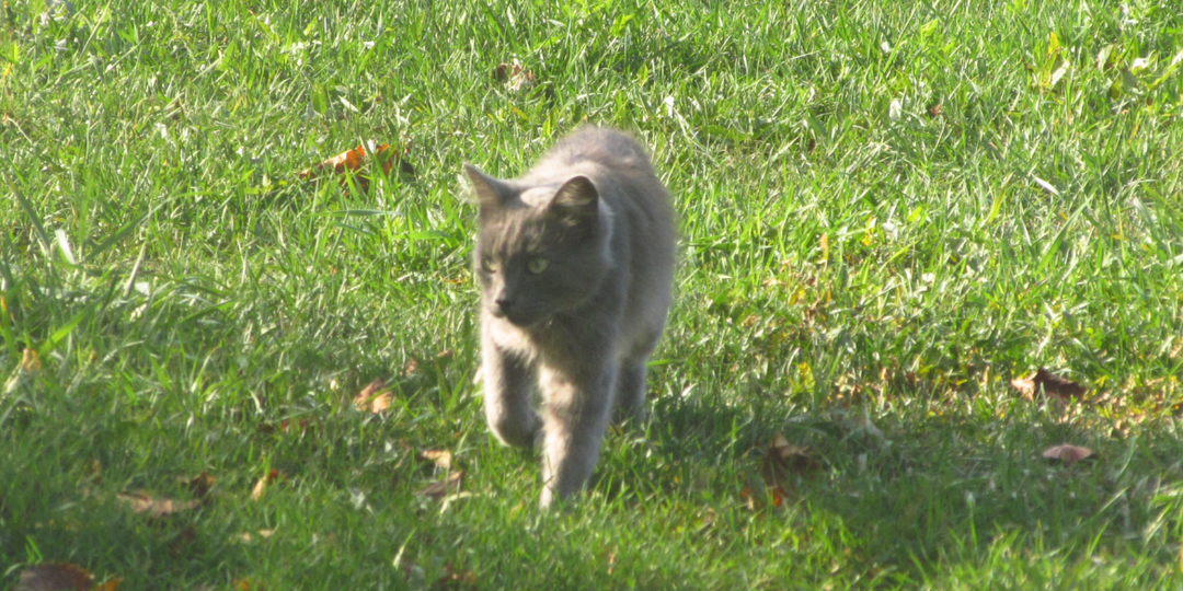 Что такое хорошо, или Маленькая утопия