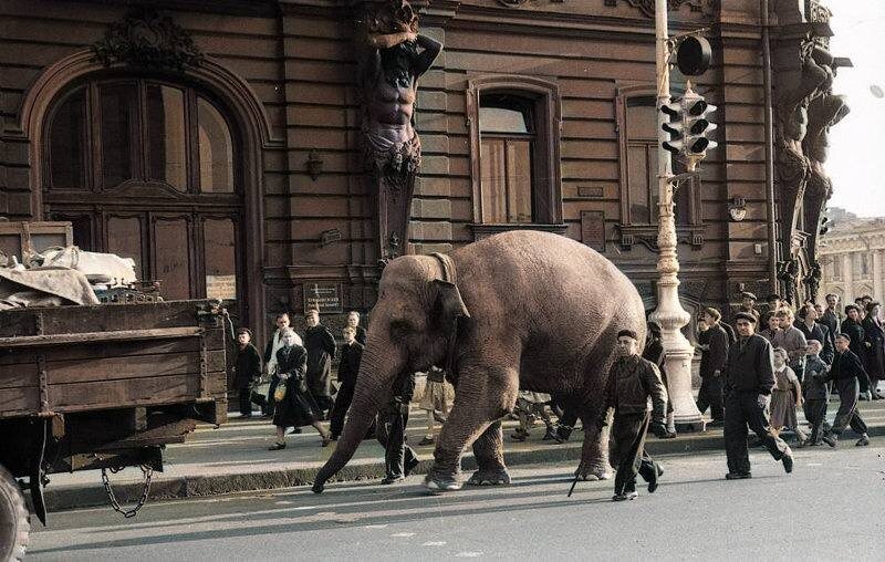 Вот так могли ходить слоны в Снкт-Петербурге