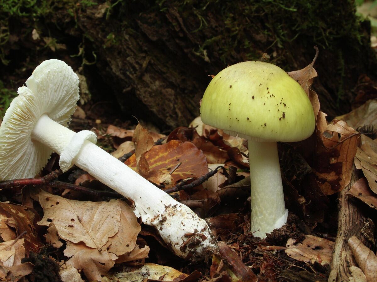    Бледные поганки | CC BY 3.0 / Holger Krisp / Death Cap, Amanita phalloides, Family: Amanitaceae, Location: Germany, Erbach, Ringingen